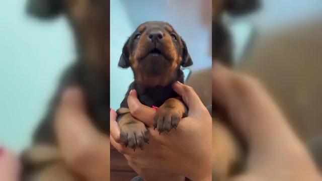 Video preview image #1  Breeder Profile in PHILADELPHIA, PA, USA