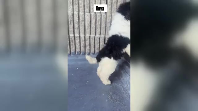 Video preview image #1 Poodle (Toy) Puppy For Sale in BRONX, NY, USA