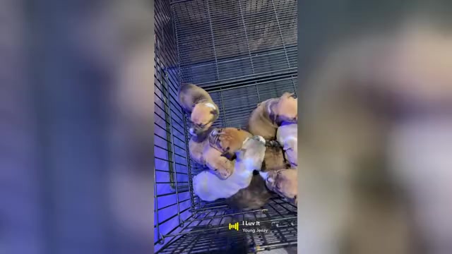 Video preview image #1 American Bully Puppy For Sale in SAINT JOSEPH, MO, USA