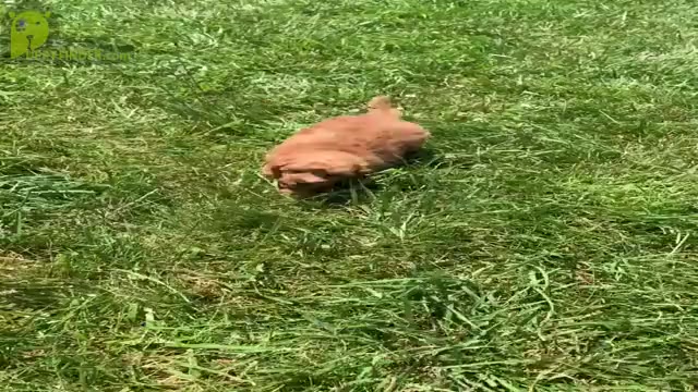 Video preview image #17 Maltipoo Puppy For Sale in WARSAW, IN, USA