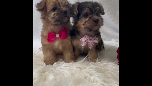 Video preview image #1 Morkie Puppy For Sale in ROCK STREAM, NY, USA