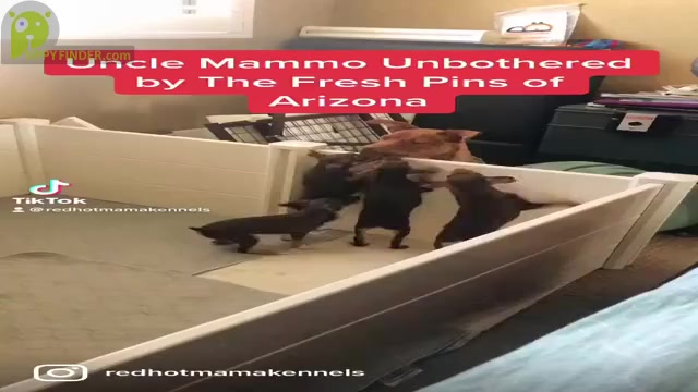 Video preview image #12 Miniature Pinscher Puppy For Sale in CHANDLER, AZ, USA