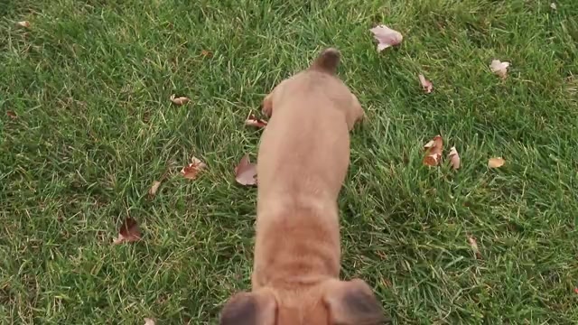 Video preview image #1 Boxer Puppy For Sale in SHIPSHEWANA, IN, USA