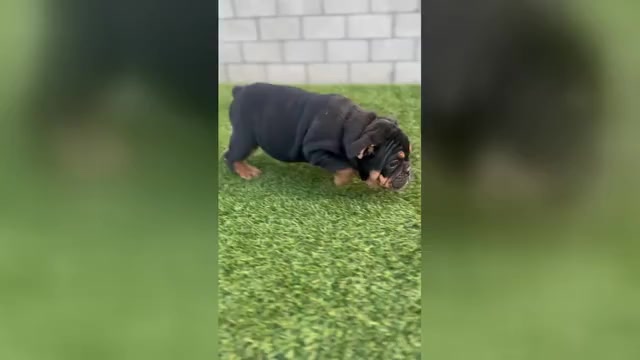 Video preview image #1 English Bulldogge Puppy For Sale in LONG BEACH, CA, USA