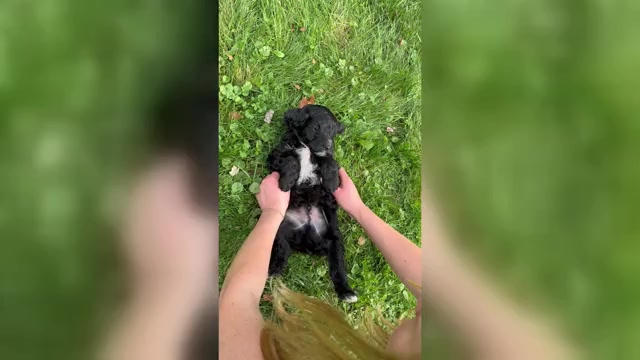 Video preview image #3 Springerdoodle Puppy For Sale in CHETEK, WI, USA