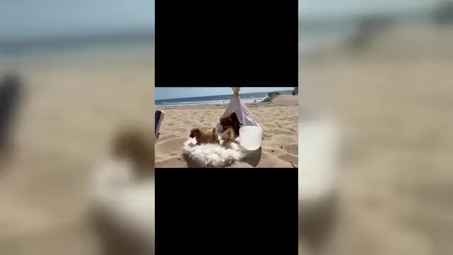 Video preview image #3 Maltipoo (Toy) Puppy For Sale in MANHATTAN BEACH, CA, USA