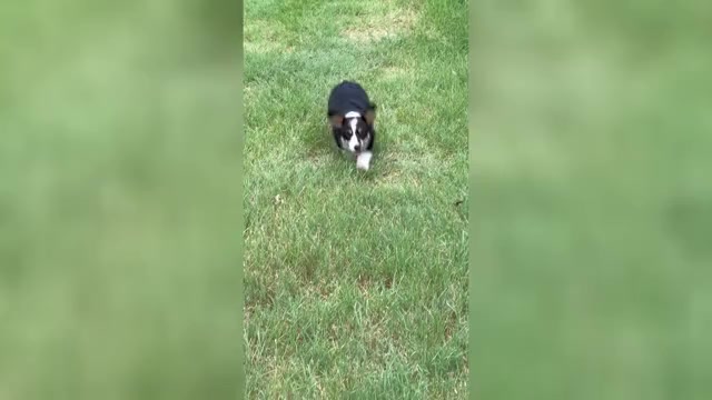 Video preview image #1 Pembroke Welsh Corgi Puppy For Sale in COMANCHE, TX, USA
