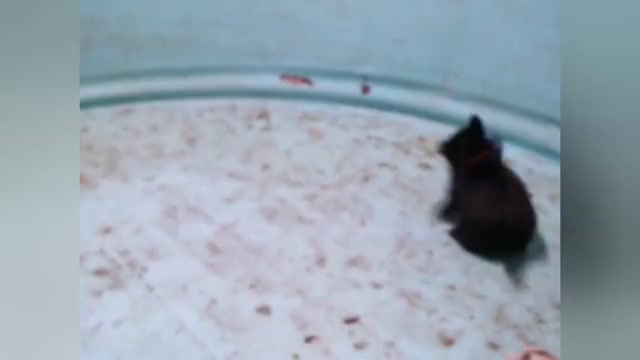 Video preview image #2  Breeder Profile in MEAD, WA, USA