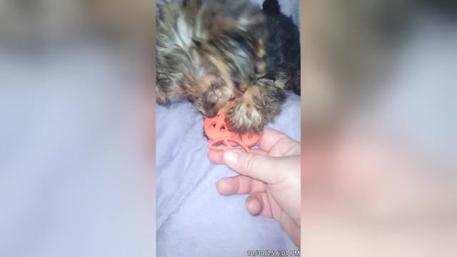 Video preview image #9 Yorkshire Terrier Puppy For Sale in AKRON, OH, USA
