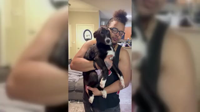 Video preview image #2 American Staffordshire Terrier-Siberian Husky Mix Puppy For Sale in SNEADS FERRY, NC, USA