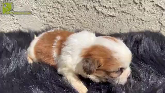 Video preview image #15 Shih Tzu Puppy For Sale in HAYWARD, CA, USA