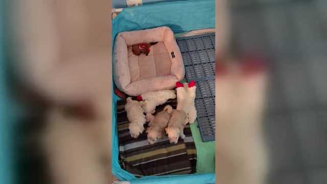 Video preview image #1 Maltipoo (Miniature) Puppy For Sale in SAN ANTONIO, TX, USA