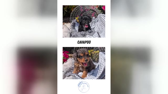 Video preview image #7  Breeder Profile in GOSHEN, IN, USA