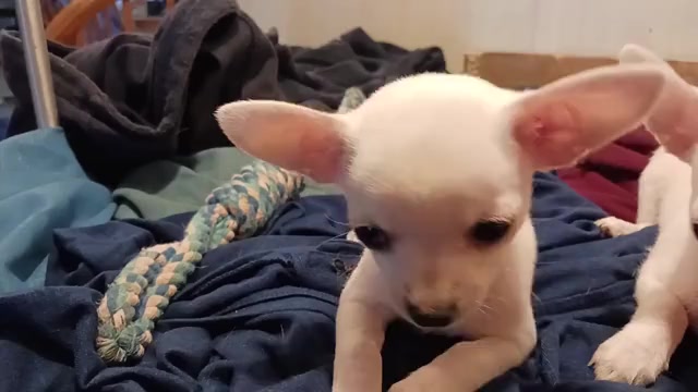 Video preview image #8 Chihuahua Puppy For Sale in BELLE FOURCHE, SD, USA