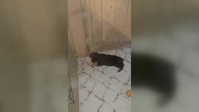Video preview image #2 Rottweiler Puppy For Sale in BULLS GAP, TN, USA