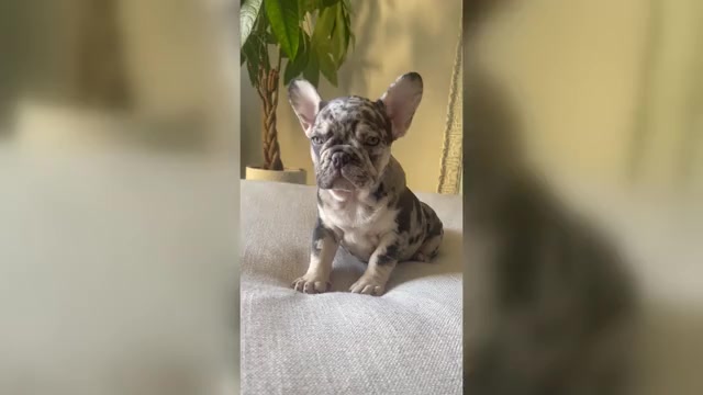 Video preview image #1 French Bulldog Puppy For Sale in ALPHARETTA, GA, USA
