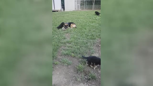 Video preview image #1 German Shepherd Dog Puppy For Sale in WATERBURY, CT, USA