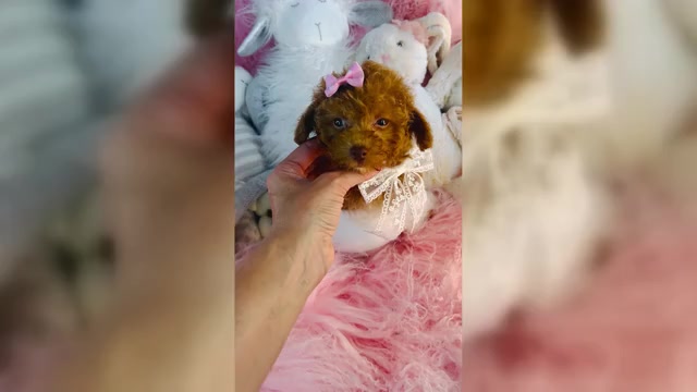 Video preview image #3 Poodle (Toy) Puppy For Sale in FORT LAUDERDALE, FL, USA