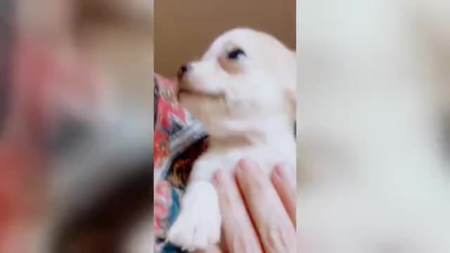 Video preview image #1 Chihuahua Puppy For Sale in ADAMSVILLE, TN, USA