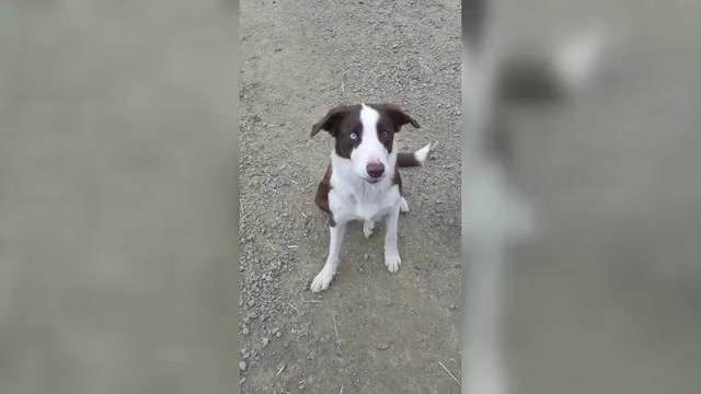 Video preview image #16 Border Collie Puppy For Sale in HARRISON, ID, USA