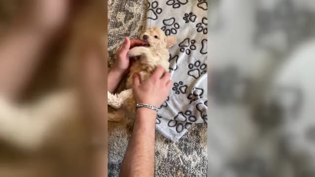 Video preview image #6 Poochon Puppy For Sale in AUBURN, MA, USA