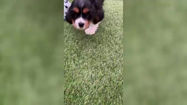 Video preview image #2 Cavalier King Charles Spaniel Puppy For Sale in SANTA ROSA, CA, USA