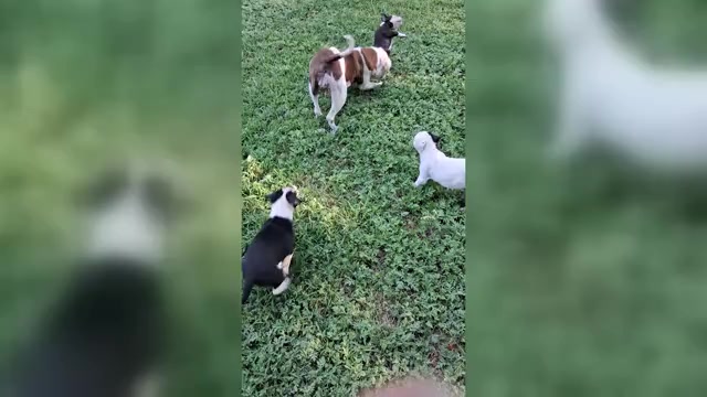 Video preview image #1 American Bulldog Puppy For Sale in DUNCANVILLE, TX, USA