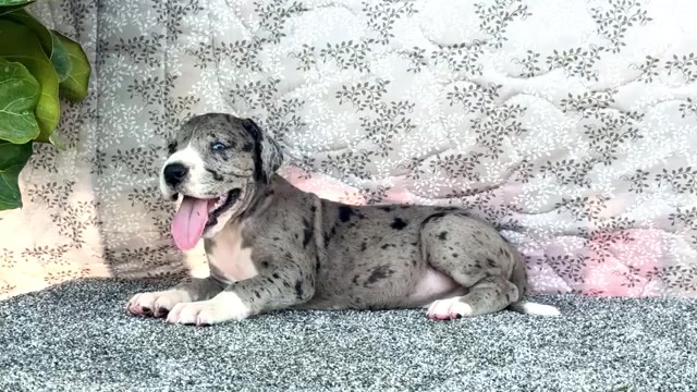 Video preview image #6 Great Dane Puppy For Sale in WAKARUSA, IN, USA