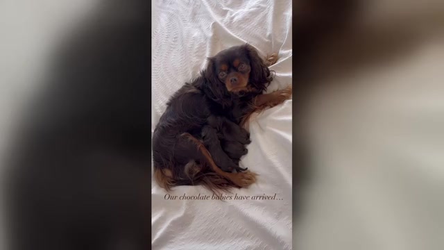 Video preview image #1 Cavalier King Charles Spaniel Puppy For Sale in JACKSON, OH, USA