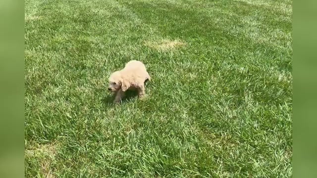 Video preview image #1 Goldendoodle (Miniature) Puppy For Sale in WARSAW, IN, USA