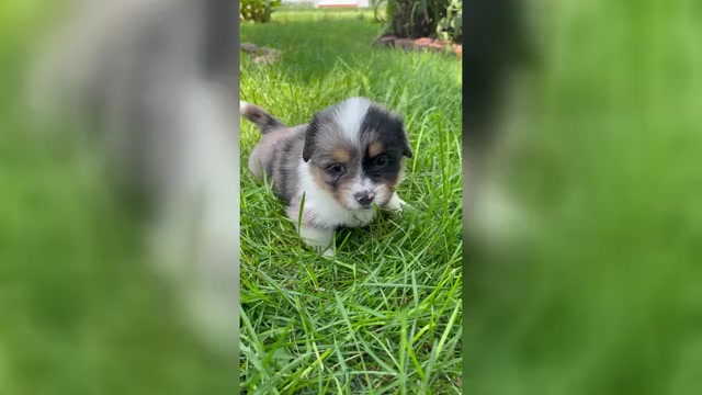 Video preview image #1 Shorgi Puppy For Sale in FAIRBANK, IA, USA
