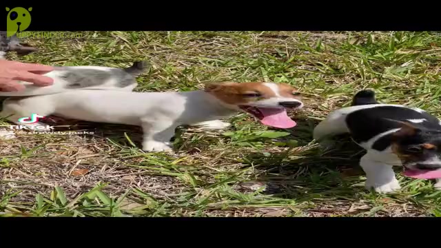 Video preview image #1 Jack Russell Terrier Puppy For Sale in FORT PIERCE, FL, USA