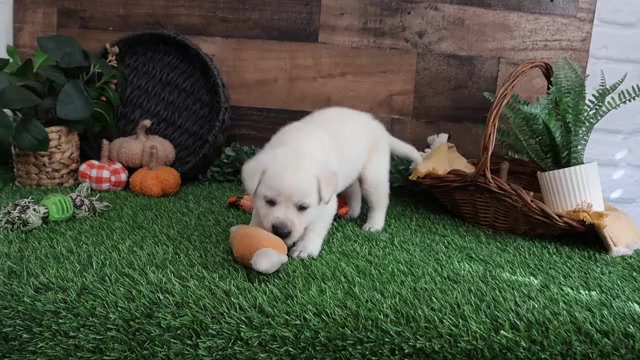 Video preview image #1 Labrador Retriever Puppy For Sale in SYRACUSE, IN, USA