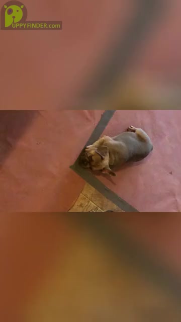 Video preview image #2 French Bulldog Puppy For Sale in LITHONIA, GA, USA