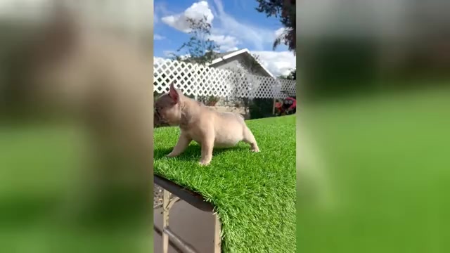 Video preview image #1 French Bulldog Puppy For Sale in CINCINNATI, OH, USA
