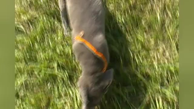 Video preview image #1 German Shepherd Dog Puppy For Sale in PIEDMONT, MO, USA