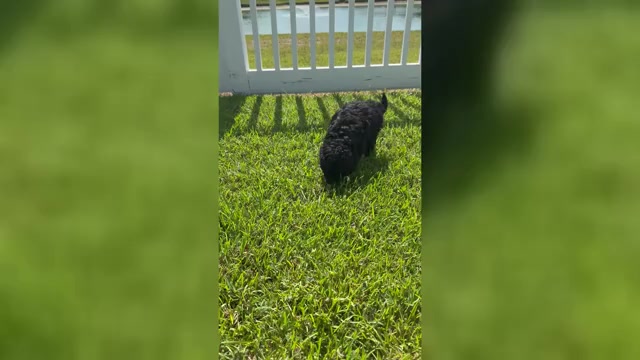 Video preview image #6 Miniature Bernedoodle Puppy For Sale in AUBURNDALE, FL, USA