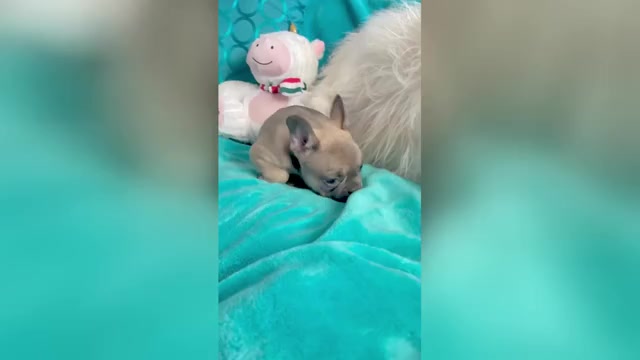 Video preview image #2 French Bulldog Puppy For Sale in CHARLOTTESVILLE, VA, USA
