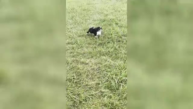 Video preview image #1 Cavalier King Charles Spaniel Puppy For Sale in WARSAW, IN, USA