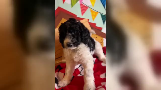 Video preview image #3 English Cream Golden Retriever-Poodle (Standard) Mix Puppy For Sale in FRANKLIN, OH, USA