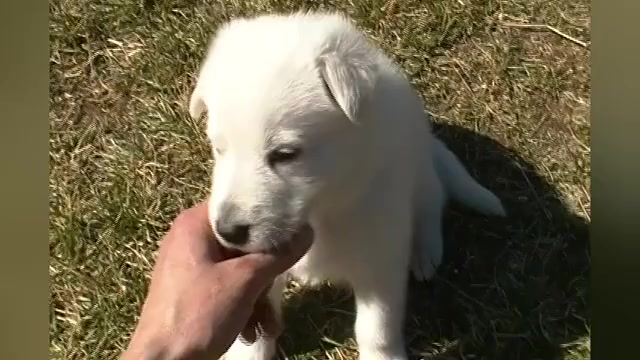 Video preview image #1 German Shepherd Dog Puppy For Sale in PIEDMONT, MO, USA