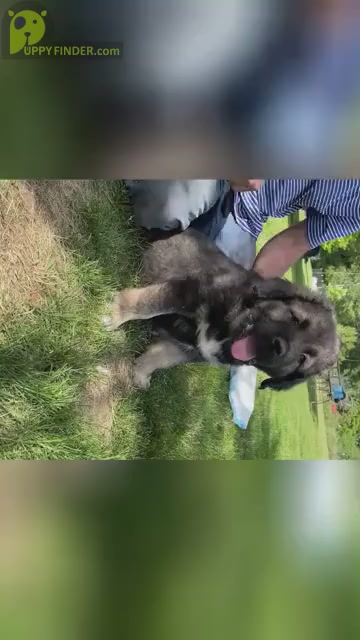 Video preview image #2  Breeder Profile in TWINING, MI, USA
