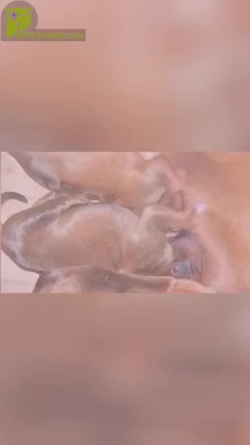 Video preview image #4 Rhodesian Ridgeback Puppy For Sale in FAIRPLAY, CO, USA