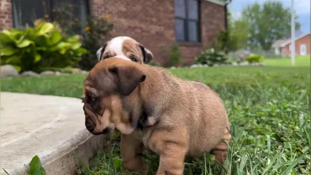 Video preview image #1 English Bulldog Puppy For Sale in GAS CITY, IN, USA