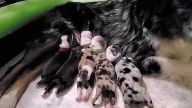 Video preview image #1 Miniature Australian Shepherd Puppy For Sale in DENTON, TX, USA