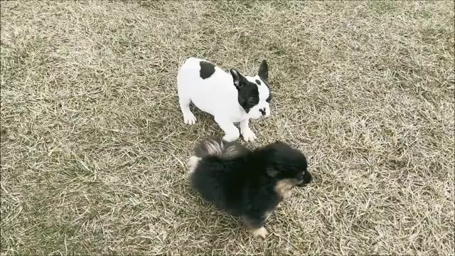 Video preview image #24 French Bulldog Puppy For Sale in WARSAW, IN, USA