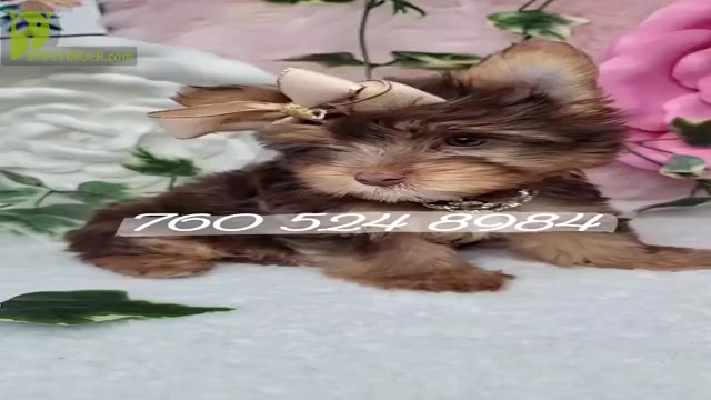 Video preview image #5  Breeder Profile in HARKER HEIGHTS, TX, USA