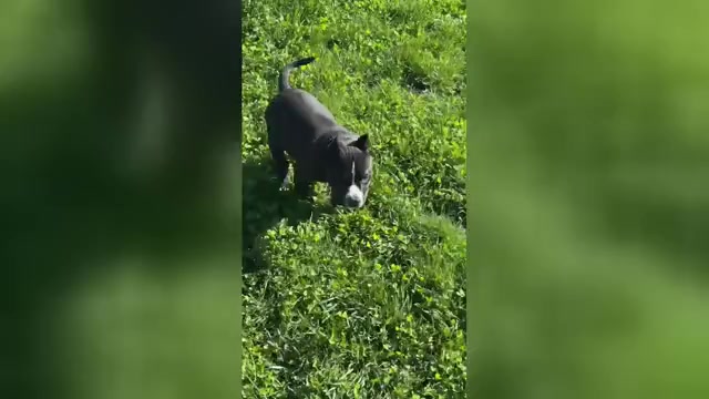 Video preview image #4 American Bully Puppy For Sale in PUYALLUP, WA, USA