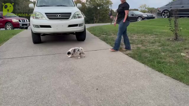 Video preview image #8  Breeder Profile in NOLENSVILLE, TN, USA