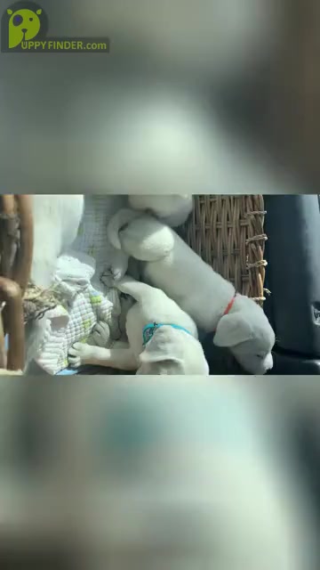Video preview image #2 Labrador Retriever Puppy For Sale in LIVE OAK, CA, USA